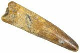 Fossil Spinosaurus Tooth - Feeding Worn Tooth #366496-1
